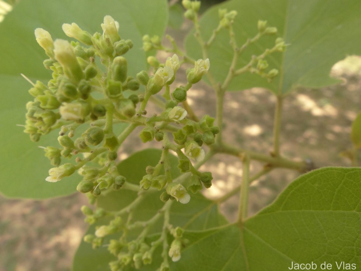 Premna tomentosa Willd.